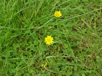 Yellow flowers and clover.jpg